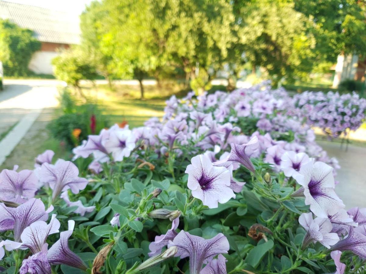 Guest House Dimitrije Niska Banja Dış mekan fotoğraf